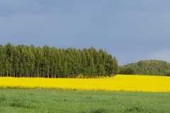 IMG-20200531-WA0006