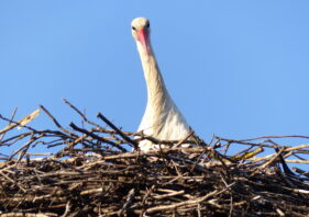 Bird’s Eye View of Plutycze