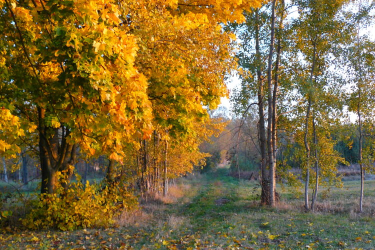 Jesień w Plutyczach